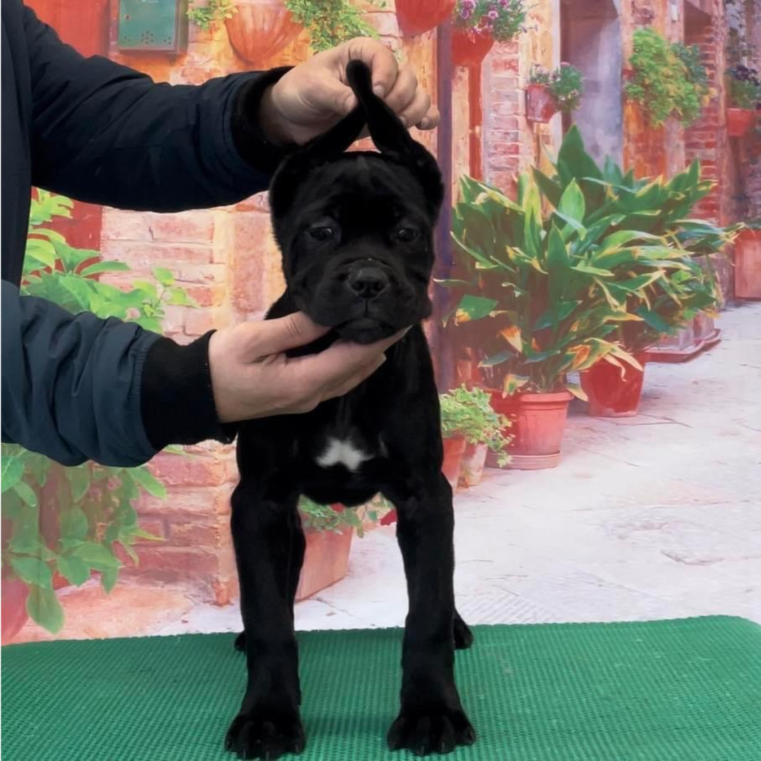 Italian Cane Corso Male - Max Garden Kennel