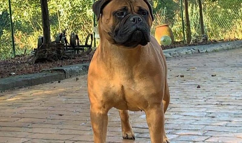 Bullmastiff-Max-Garden-Kennel