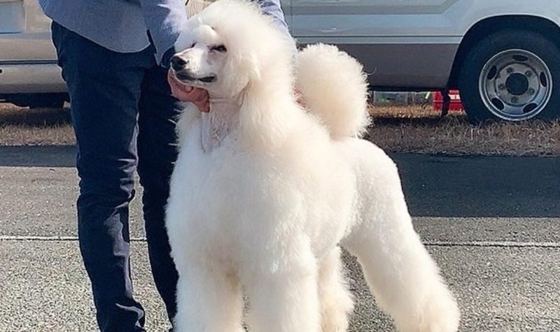 Poodle-Grande-Max-Garden-Kennel