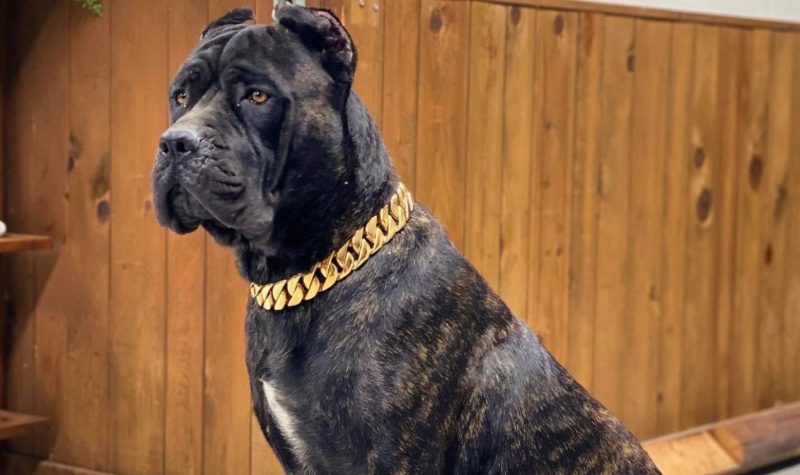 Cane-Corso-Max-Garden-Kennel