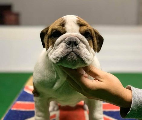 Bulldog-Ingles-Max-Garden-Kennel-01