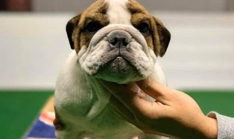 Bulldog-Ingles-Max-Garden-Kennel-01