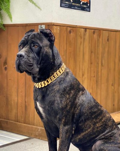 Italian Cane Corso Male - Max Garden Kennel